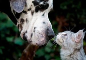 1369 brisbane veterinary emergency critical care service bveccs 1 1