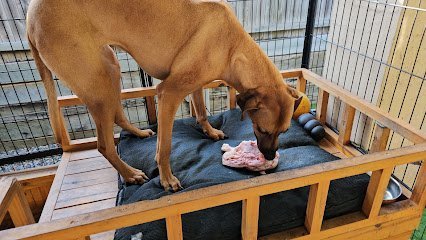 2562 one on one dog training 1 1